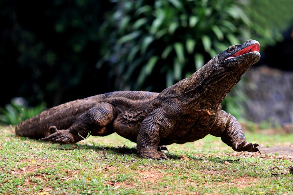 Voir Les Dragons De Komodo | Guide Indonésie - Voyage Indonesie